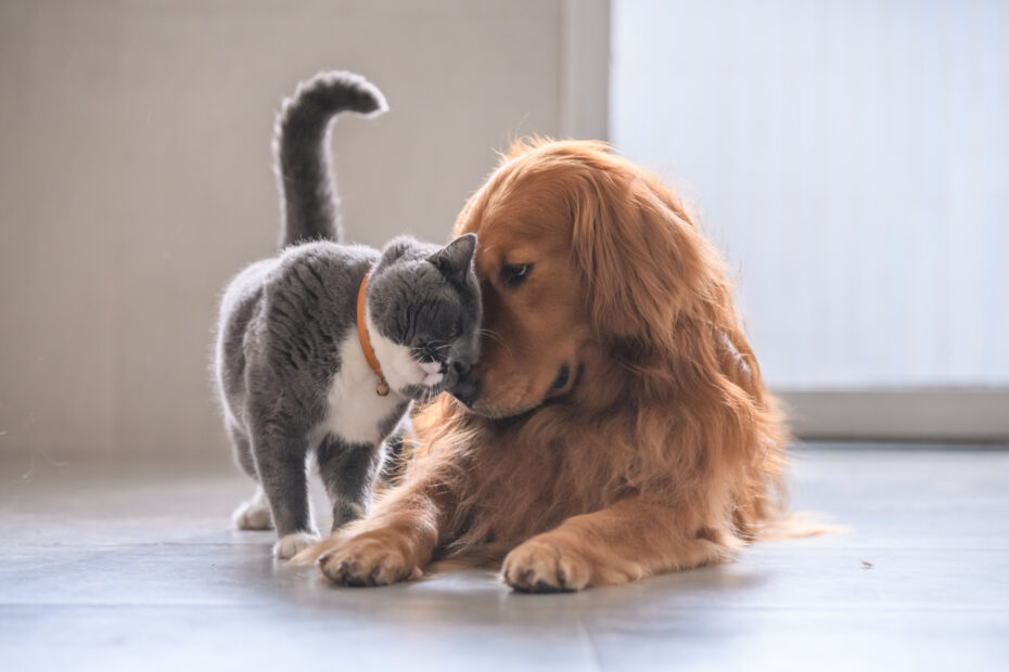 best pet insurance